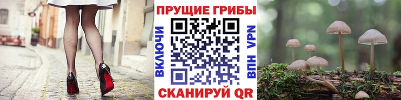 mega как войти  Орехово-Зуево  Галлюциногенные грибы Cubensis 